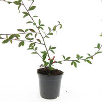 Cotoneaster salicifolius 'Herbstfeuer' - Dwergmispel