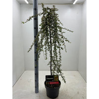 Cotoneaster suec. 'Coral Beauty' - Dwergmispel op stam