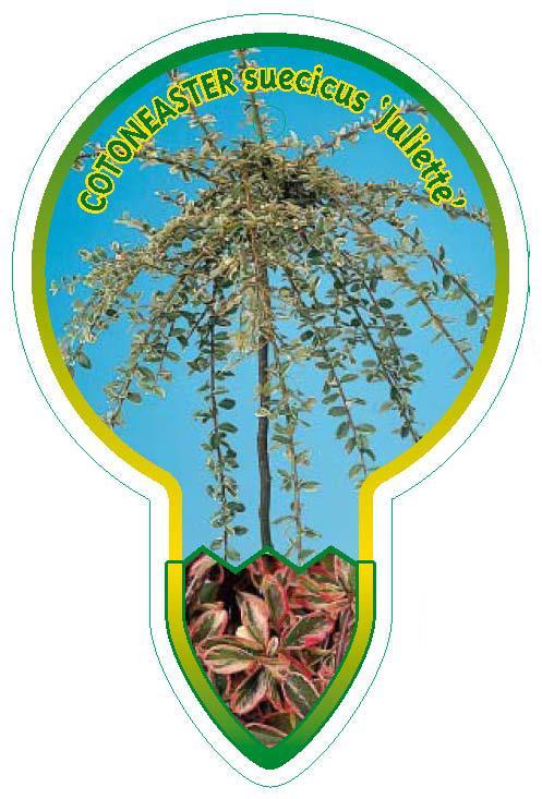 Cotoneaster suecicus 'Juliette' - Dwergmispel op stam