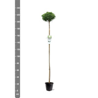 Cryptomeria japonica 'Little Champion' op stam - Japanse cipres op stam