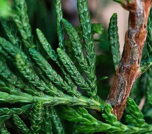 Cupressocyparis leylandii - Conifeer in pot