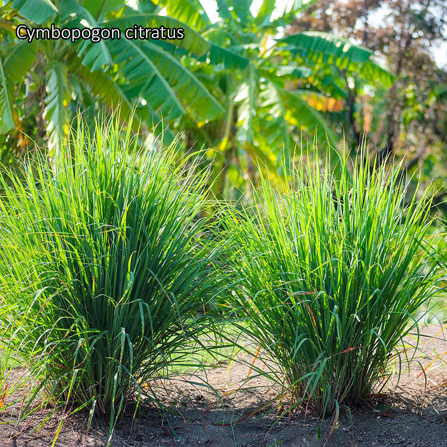 Borderpakket 'Kruidentuin' - 3m² - 30 planten