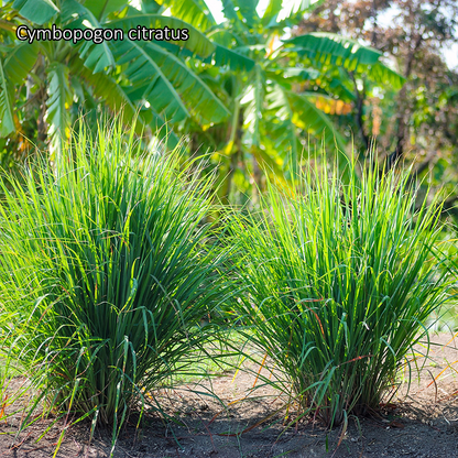 Borderpakket 'Kruidentuin' - 3m² - 30 planten