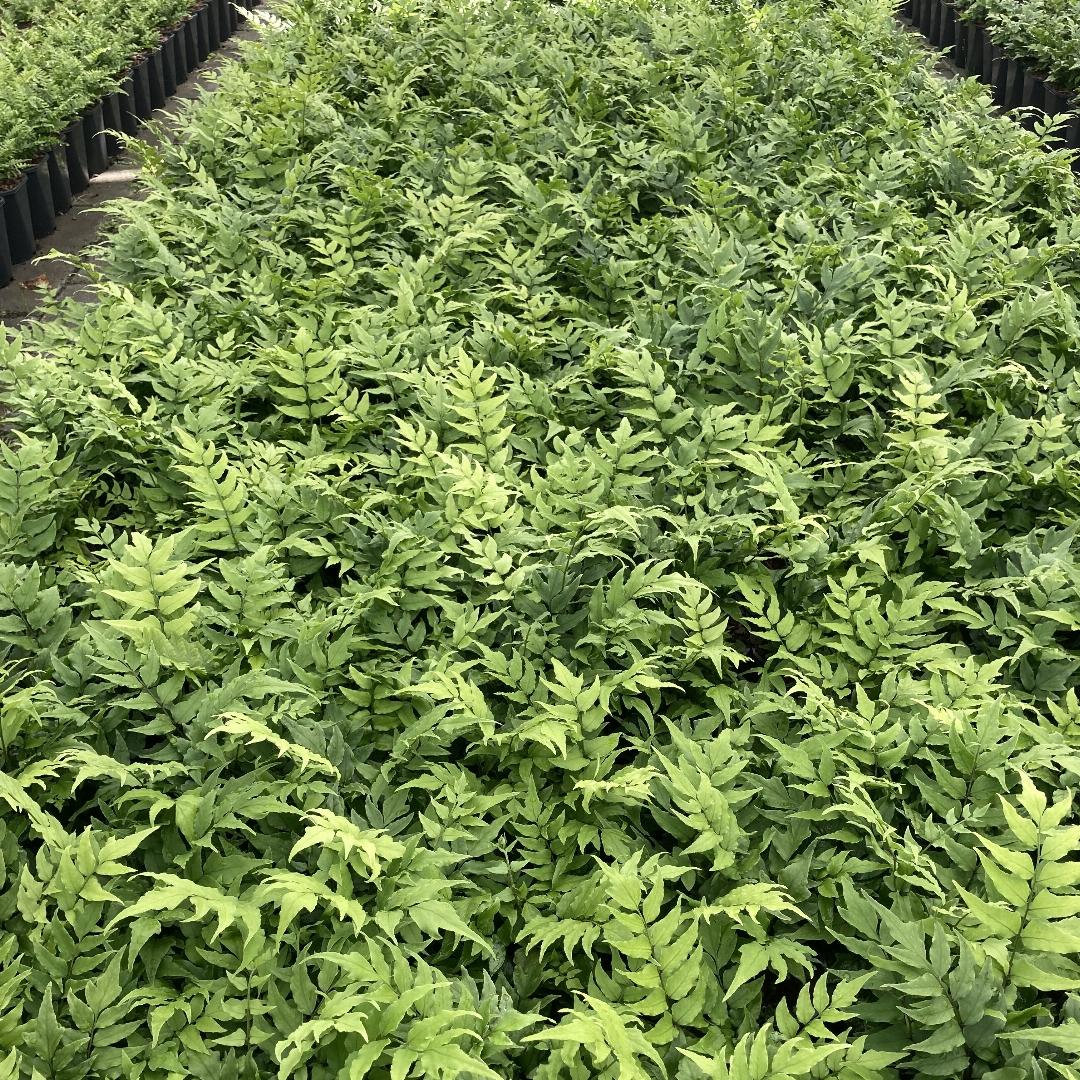 Cyrtomium fortunei - IJzervaren