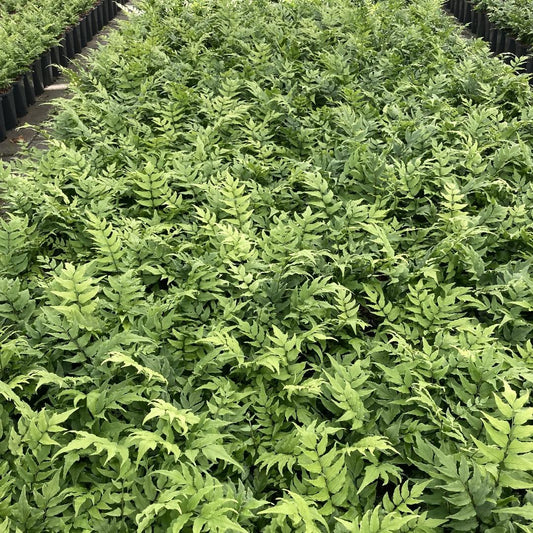 Cyrtomium fortunei - IJzervaren