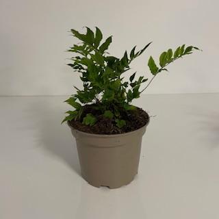 Cyrtomium fortunei var. clivicola-  IJzervaren