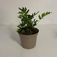 Cyrtomium fortunei var. clivicola-  IJzervaren