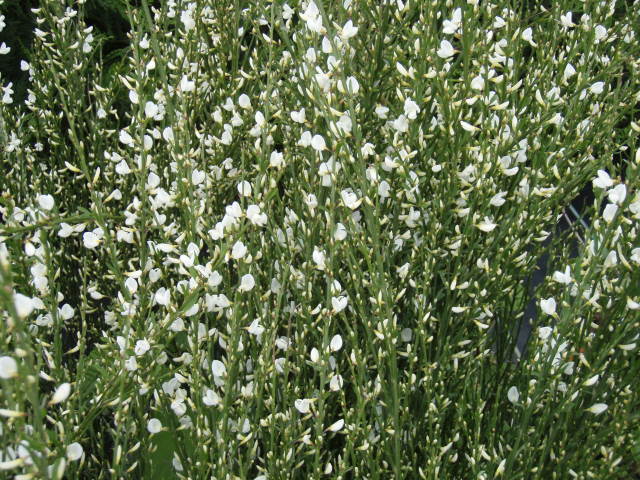Cytisus white lion - Witte brem