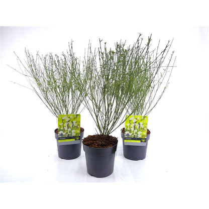 Cytisus white lion - Witte brem
