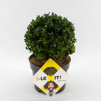 Ilex crenata 'Dark Green' - Japanse Hulst in bolvorm