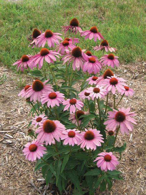 Een levendige paarse coneflower met een rijke, oranjebruine centrumbol. De zachte, lichtgevende bloemblaadjes glanzen in de zon, perfect voor tuin- en bloemliefhebbers.
