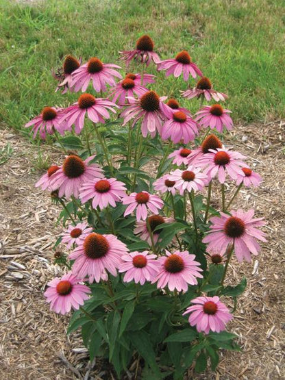 Echinacea purpurea 'Prairie Splendor Deep Rose' - Rode Zonnehoed