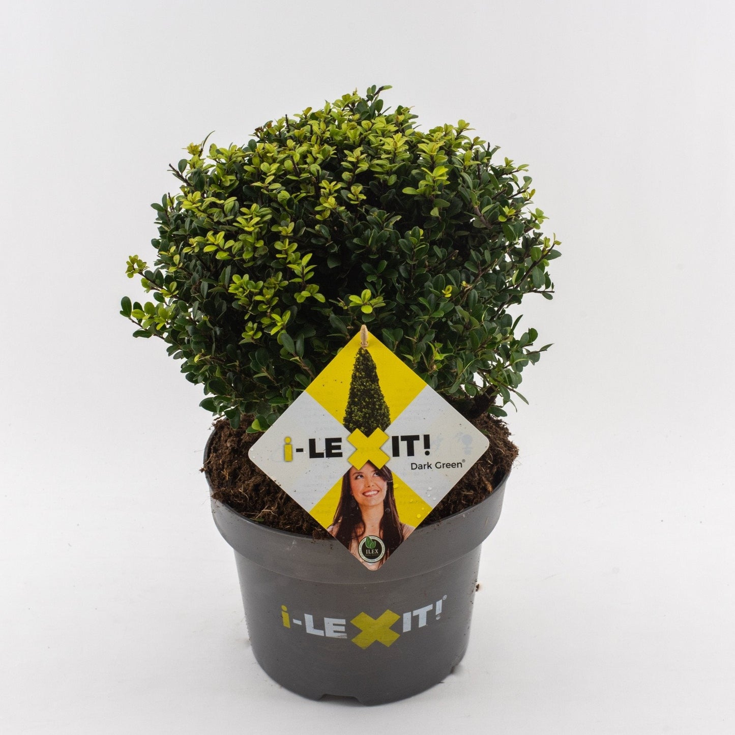 Ilex crenata 'Dark Green' - Japanse Hulst in bolvorm