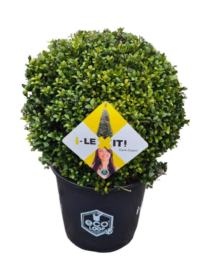 Ilex crenata 'Dark Green' - Japanse Hulst in bolvorm