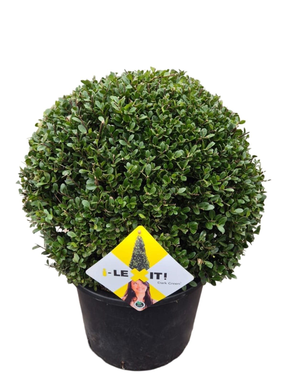 Ilex crenata 'Dark Green' - Japanse Hulst in bolvorm