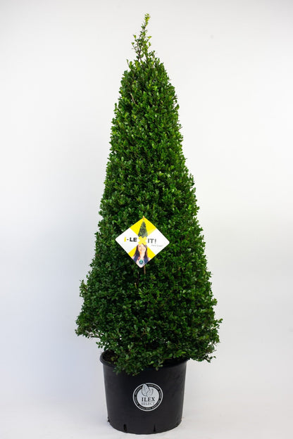 Ilex crenata 'Dark Green' - Japanse Hulst in kegelvorm