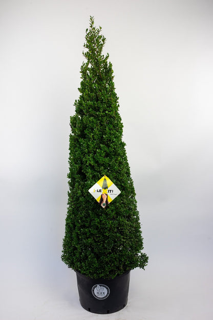 Ilex crenata 'Dark Green' - Japanse Hulst in kegelvorm