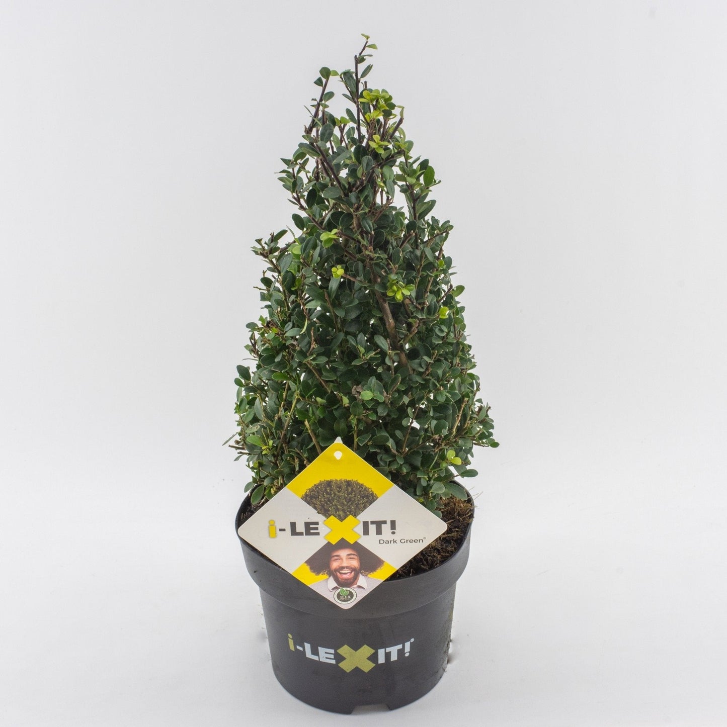Ilex crenata 'Dark Green' - Japanse Hulst in kegelvorm