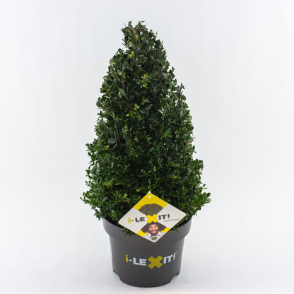 Ilex crenata 'Dark Green' - Japanse Hulst in kegelvorm