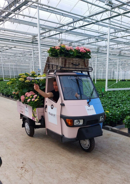 Hydrangea 'Magical Revolution Pink' - Magical Hydrangea®