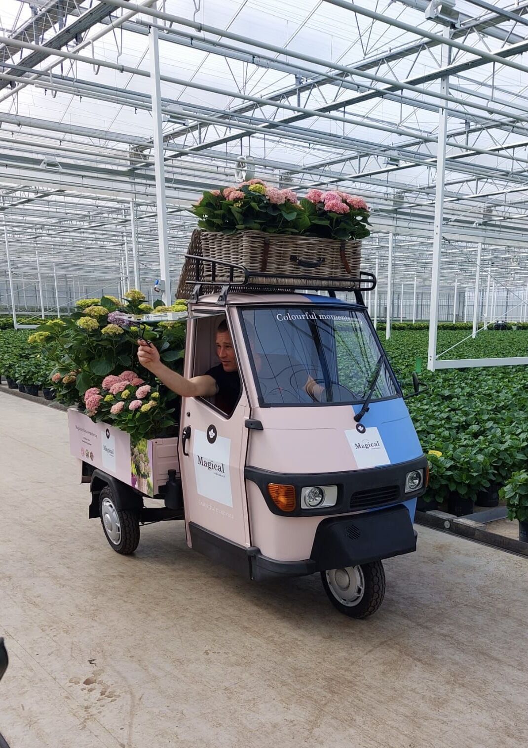 Hydrangea 'Magical Revolution Blue' - Magical Hydrangea®