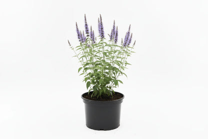 Agastache rugosa 'Little Adder' - Dropplant