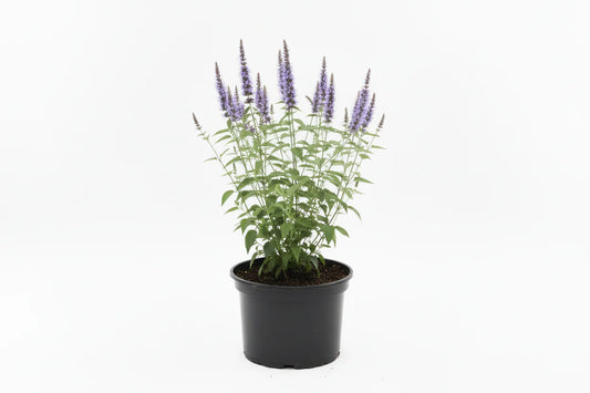 Violette bloemen met lange, dichte bloemstengels staan in een tuin, omringd door groen. Een bij verzamelt nectar op een bloem, perfect voor tuinieren en bijenbouw.