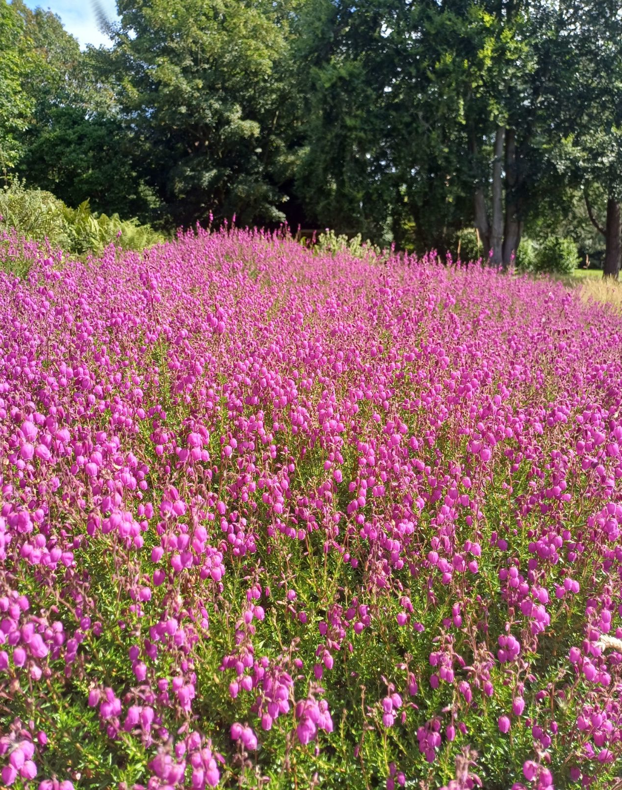 Daboecia cantabrica - Ierse heide