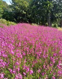 Daboecia cantabrica - Ierse heide