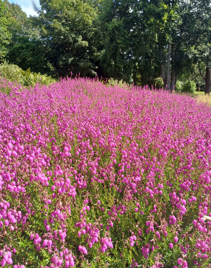 Daboecia cantabrica - Ierse heide