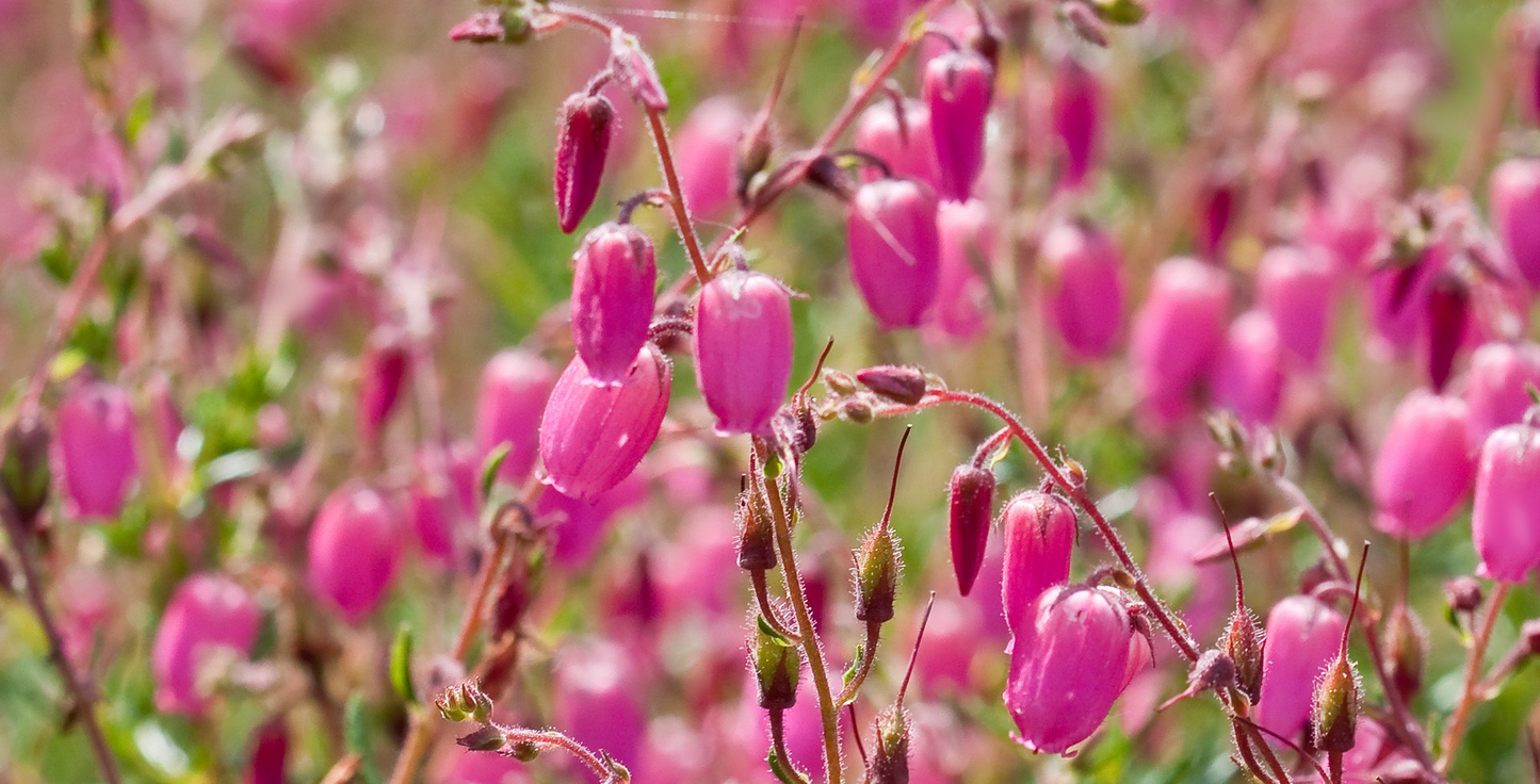 Daboecia cantabrica - Ierse heide