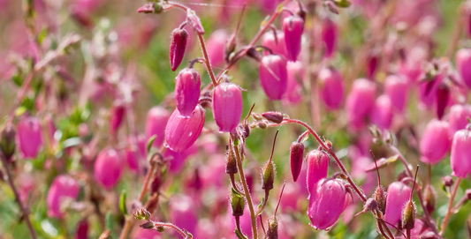 Daboecia cantabrica - Ierse heide