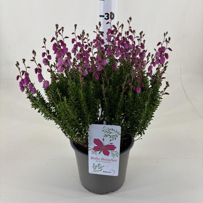 Daboecia cantabrica - Ierse heide