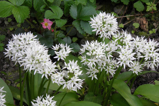 Witte alliumbloemen met fijne, sterrenvormige bloemblaadjes en groene bladeren, geplaatst in een tuin met aardige achtergrond. Perfect voor tuinversiering en natuurlijke decoratie.
