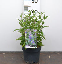 Caryopteris clandonensis ‘Grand Blue’ – Blauwbaard
