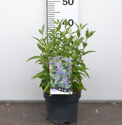 Caryopteris clandonensis ‘Grand Blue’ – Blauwbaard