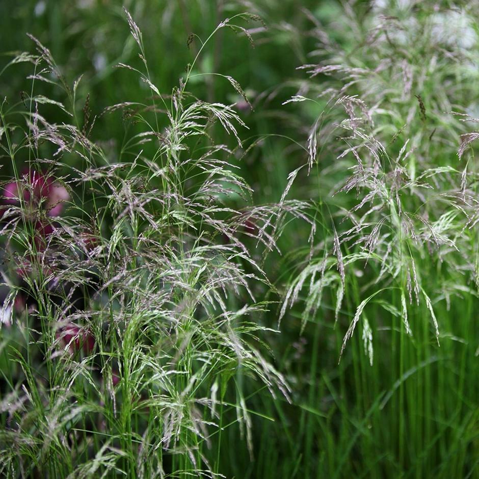 Deschampsia cespitosa - Ruwe smele