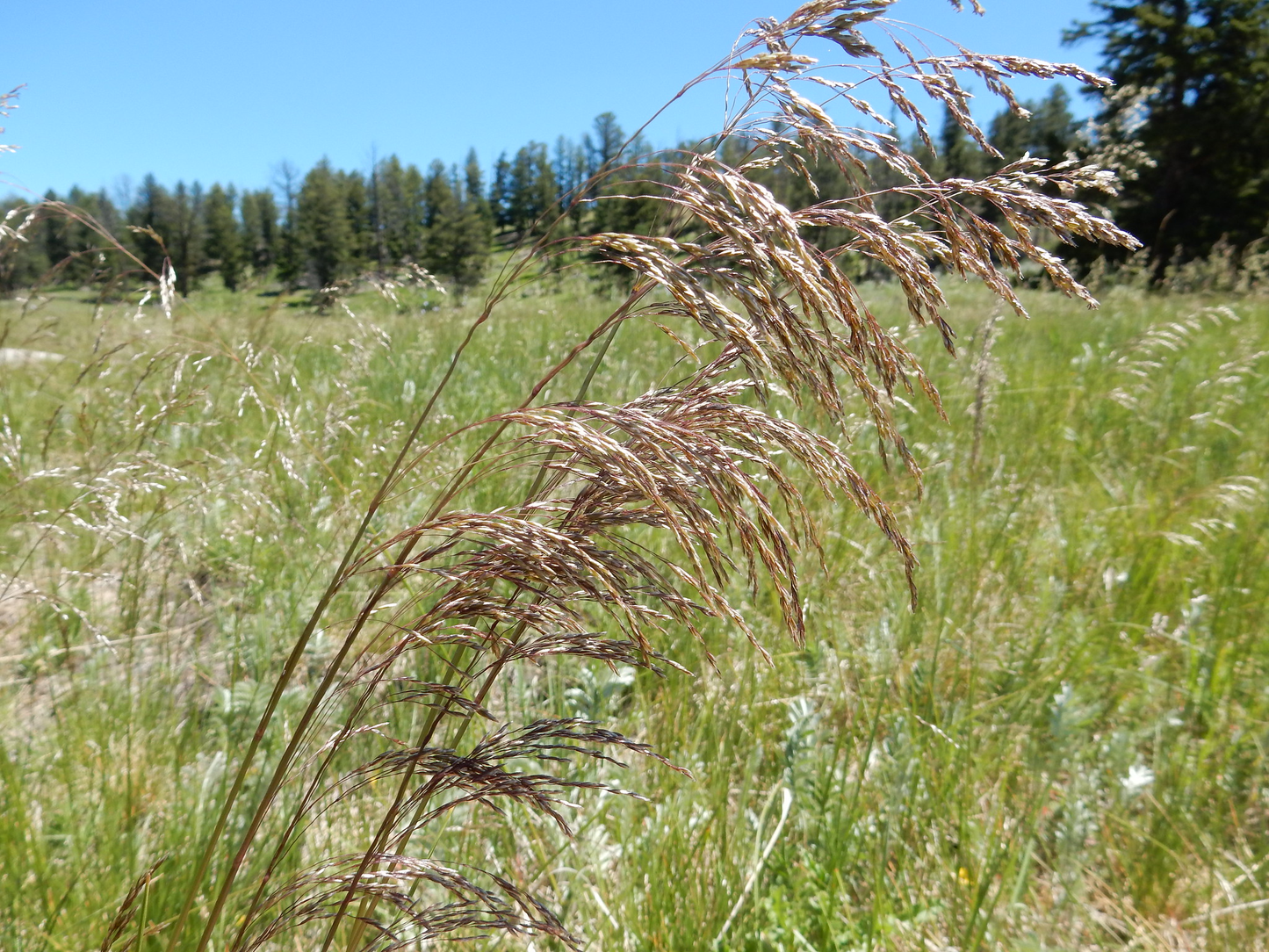 Deschampsia cespitosa - Ruwe smele