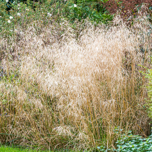 Deschampsia cespitosa ‘Goldtau’ - Ruwe smele