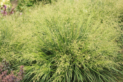 Deschampsia cespitosa ‘Goldtau’ - Ruwe smele