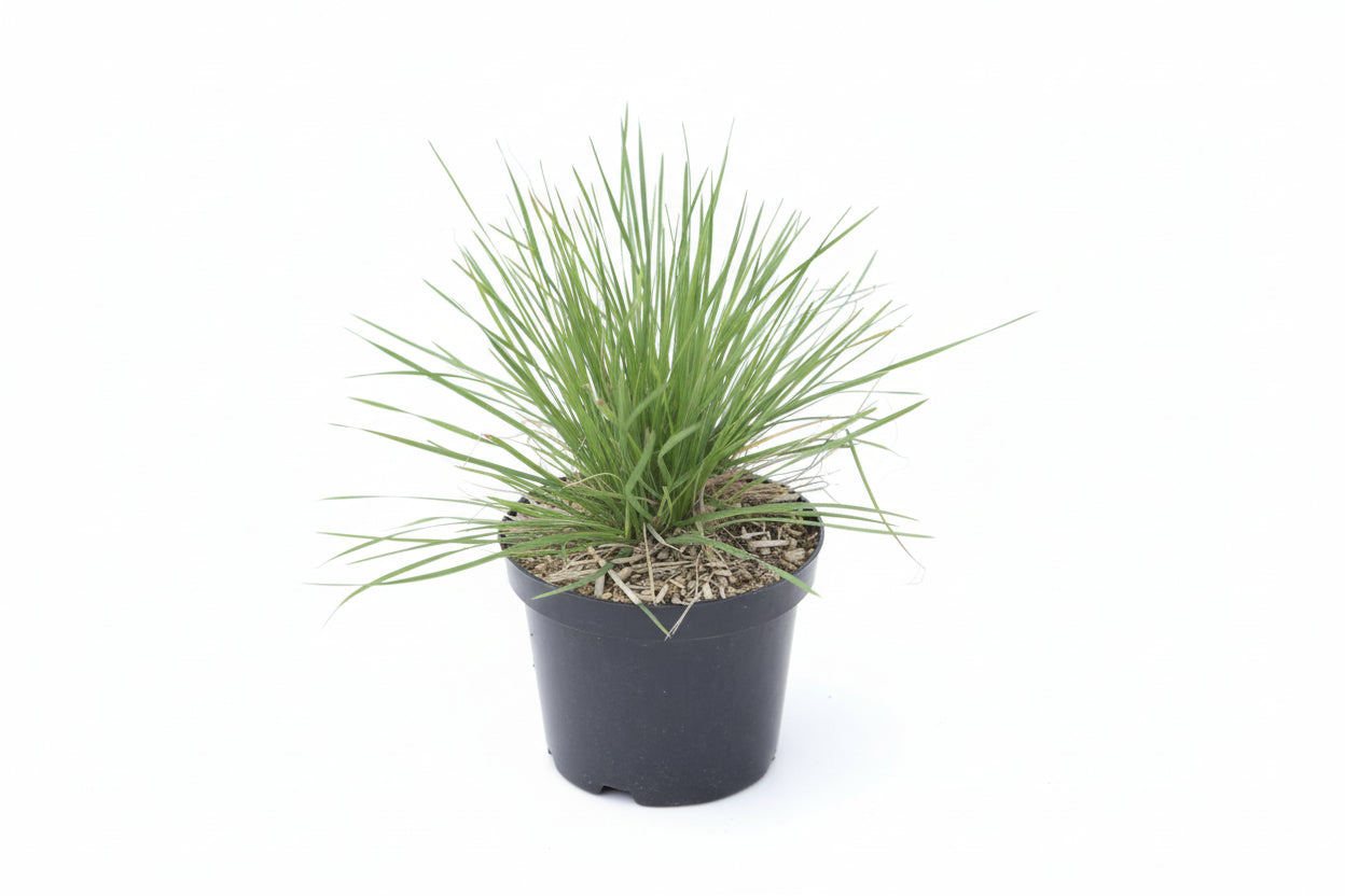 Deschampsia cespitosa 'Palava' - Ruwe smele