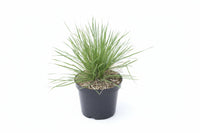Deschampsia cespitosa 'Palava' - Ruwe smele