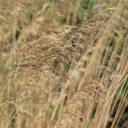 Deschampsia cespitosa 'Goldschleier' - Ruwe smele