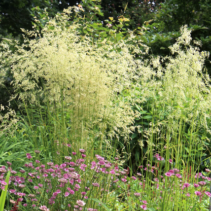 Deschampsia cespitosa 'Goldschleier' - Ruwe smele