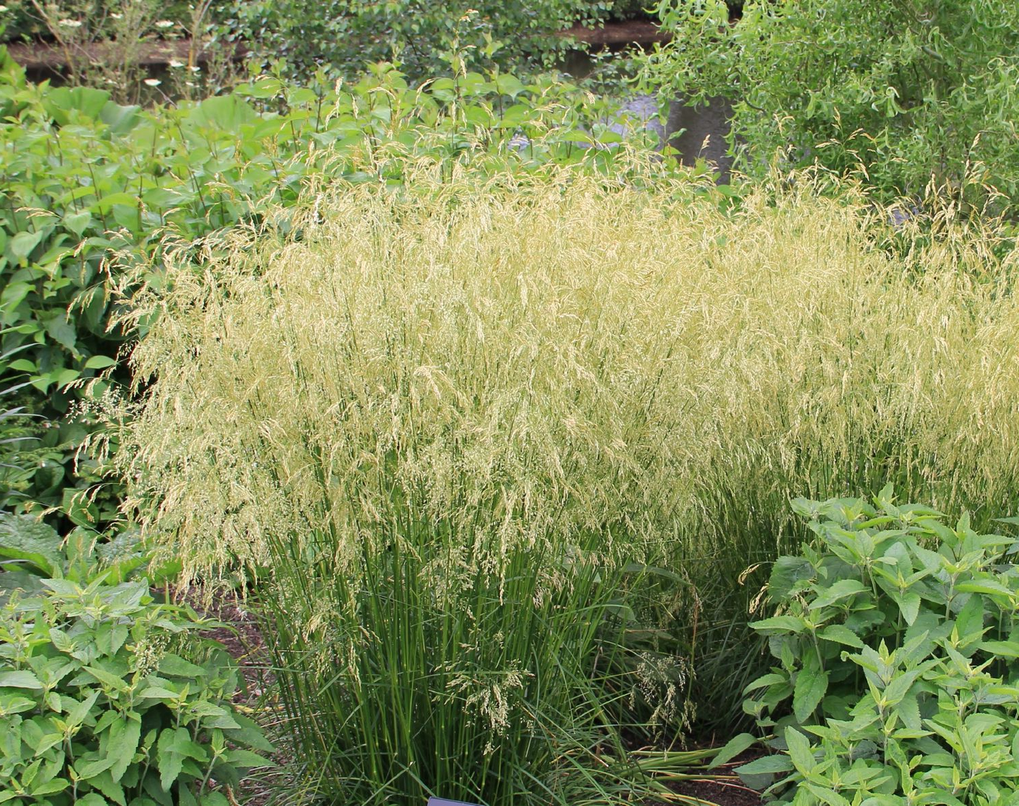 Deschampsia cespitosa 'Goldschleier' - Ruwe smele
