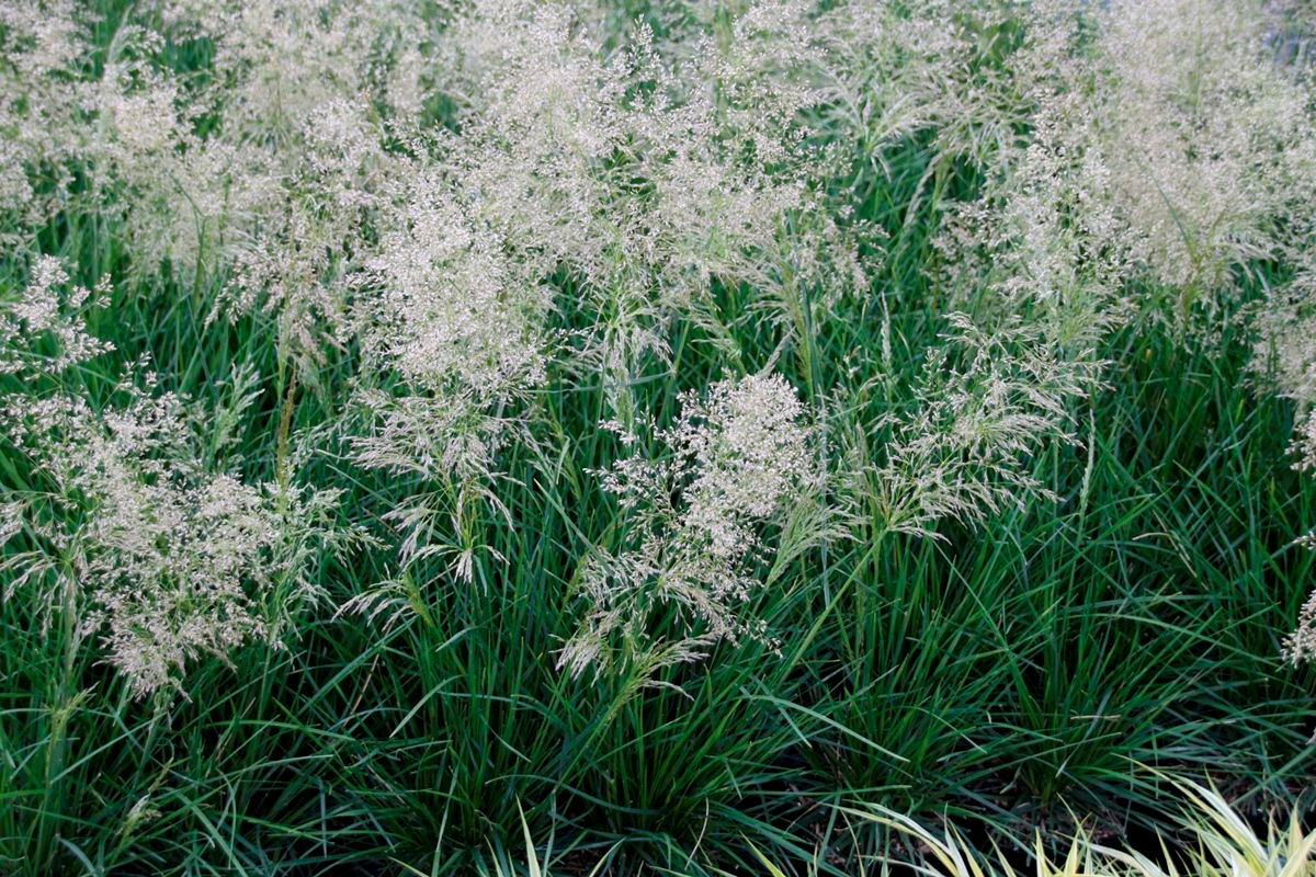 Deschampsia cespitosa 'Palava' - Ruwe smele