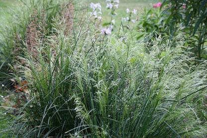 Deschampsia cespitosa 'Palava' - Ruwe smele