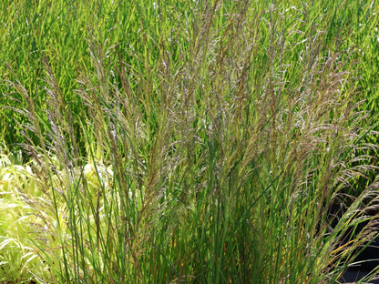 Deschampsia cespitosa 'Palava' - Ruwe smele