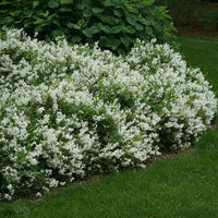 Deutzia gracilis 'Nikko' - Bruidsbloem