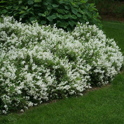 Deutzia gracilis 'Nikko' - Bruidsbloem